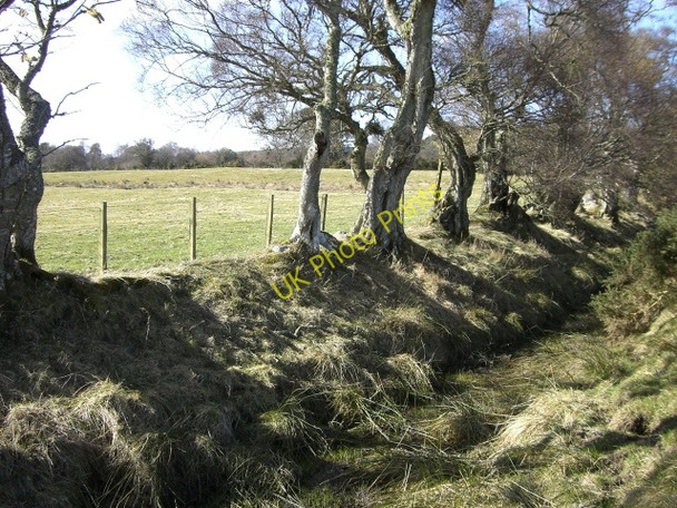 Photo 6"x4" Old hedgerow near Wester Calrichie Badachonacher c2010