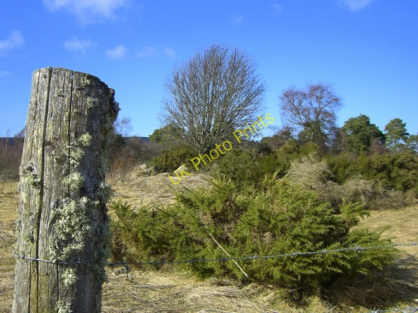 Photo 6"x4" Scrubland near Wester Calrichie Badachonacher c2010