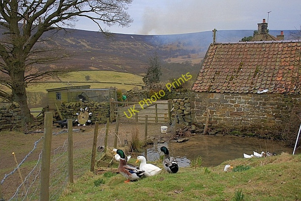 Photo 6"x4" Duck Pond, Birk Wood Farm Far Pasture Wood c2010