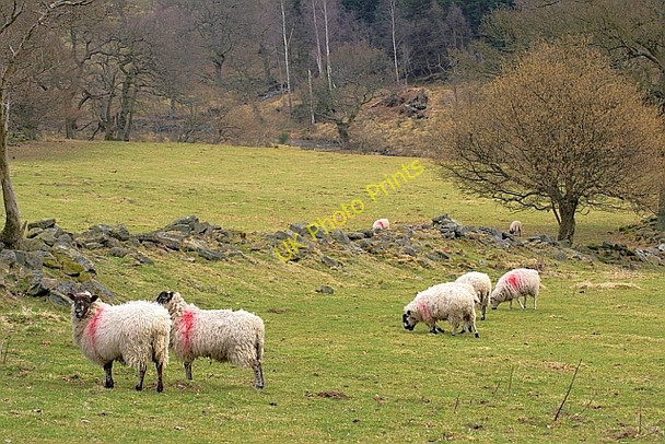 Photo 6"x4" Sheep Pasture, Near Cow Wath Hawnby c2010