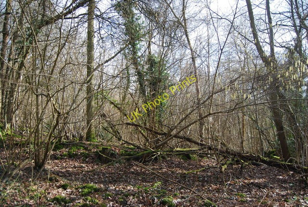 Photo 6"x4" Park Wood off Roger's Rough Rd Bedgebury Cross c2010
