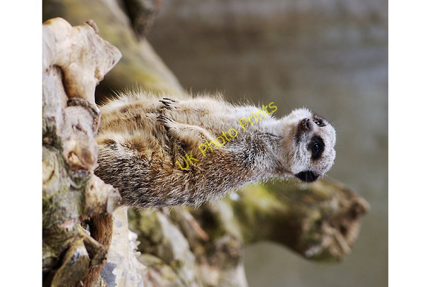 Photo 6"x4" Meerkat, Belfast Zoo Newtownabbey c2010