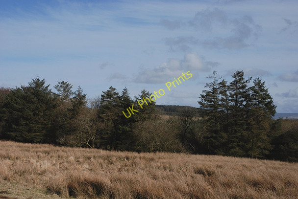 Photo 6"x4" Forestry on Mynydd Bach Trefenter c2010