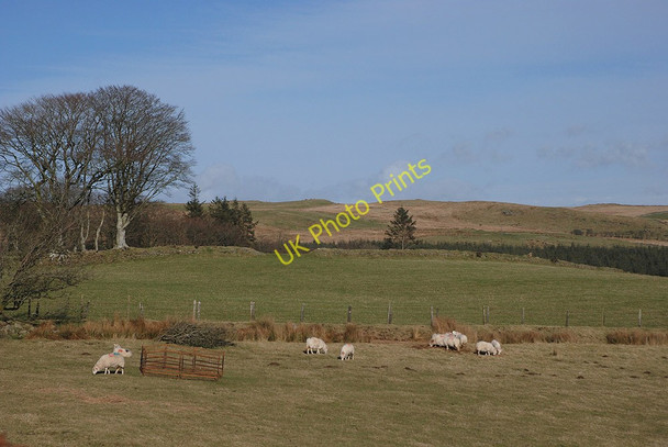 Photo 6"x4" Grazing on Mynydd Bach Trefenter c2010