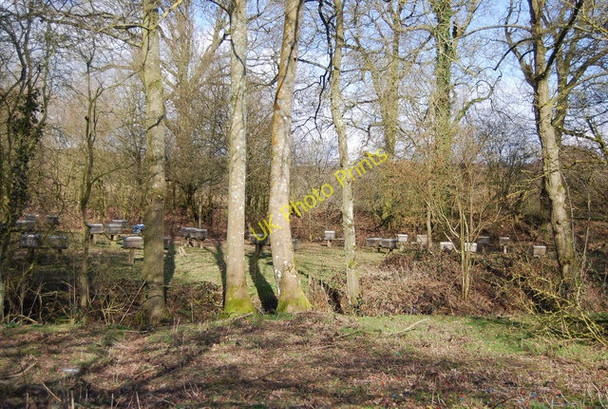 Photo 6"x4" Beehives in the woods Bedgebury Cross c2010