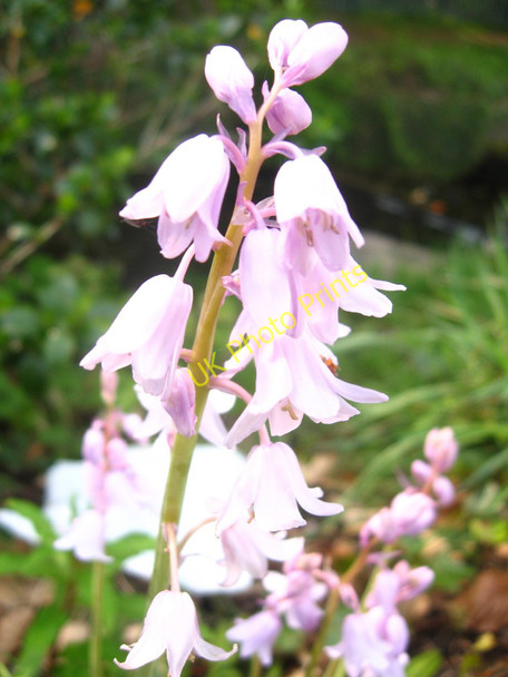 Photo 6"x4" Pink Spanish Bluebells Cwmbran\/Cwmbr\u00e2n c2009