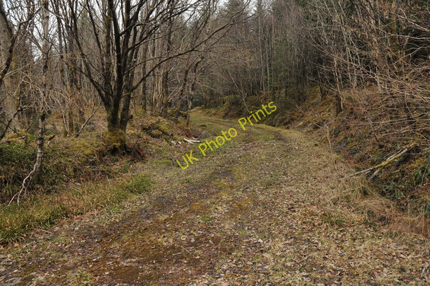 Photo 6"x4" Woodland track near Corrychurrachan Inchree c2010