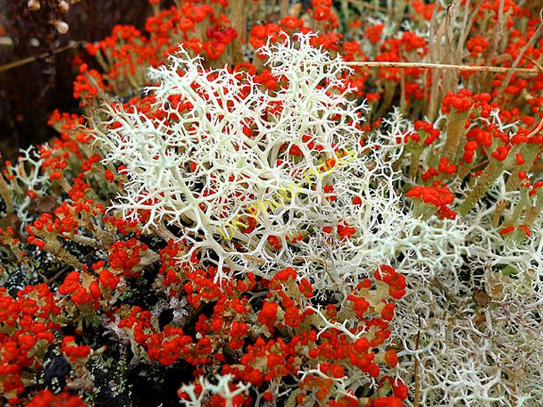 Photo 6"x4" Cladonia lichens (crotal) Killichonan c2010