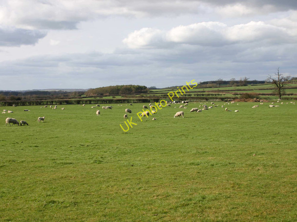 Photo 6"x4" Sheep and lambs, Preston Pastures Preston on Stour c2010