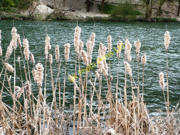 Photo 6"x4" Rushes on the Thames Henley-on-Thames c2008