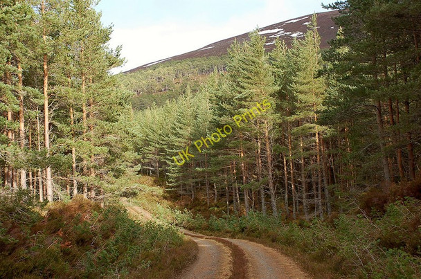 Photo 6"x4" Forest track, Inshriach Feshiebridge c2010