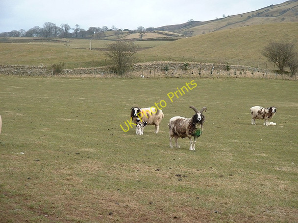 Photo 6"x4" Wary male Jacobs sheep Albyfield c2010