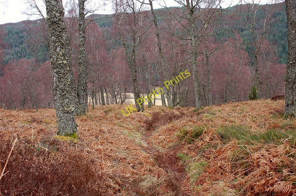 Photo 6"x4" In the Woods of Glentromie Drumguish\/NN7999 c2010