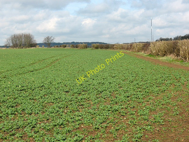 Photo 6"x4" Crops near Forest Hill Forest Hill\/SP5807 c2010