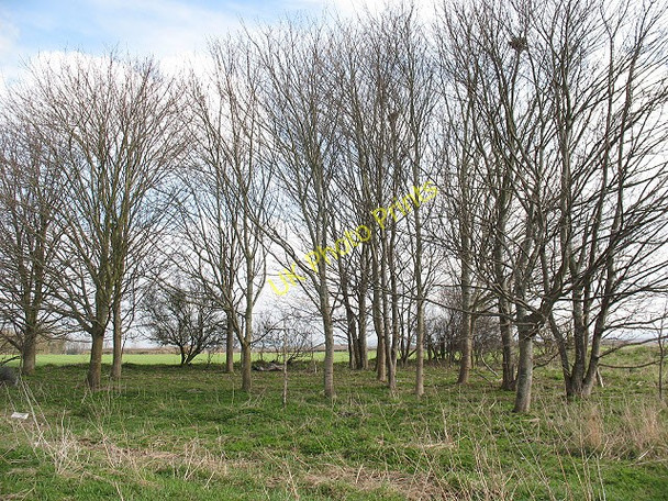 Photo 6"x4" Clump of trees near Forest Hill Forest Hill\/SP5807 c2010