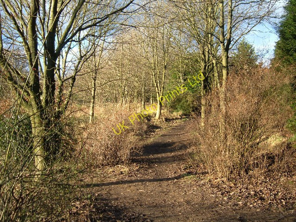 Photo 6"x4" Christmas Day in the woods near Shaw Shaw\/SD9308 c2005