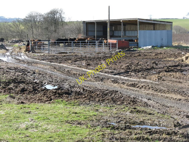 Photo 6"x4" Feeding lot near Kinneil Mills Linlithgow c2010