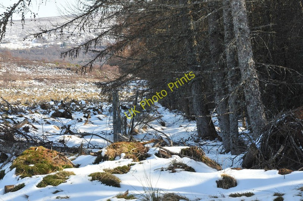 Photo 6"x4" Fence through the forest near Erchless estate Eskadale c2010