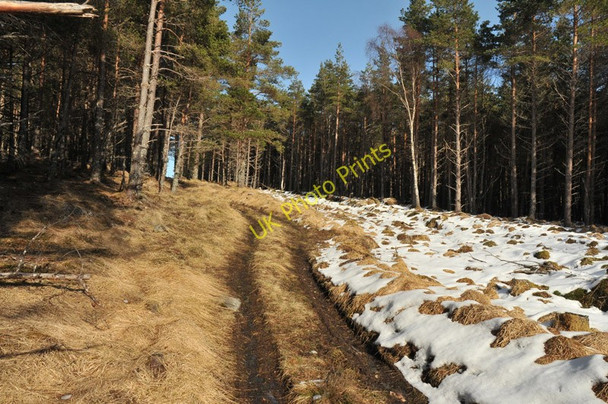 Photo 6"x4" Track through the forest Erchless Castle c2010