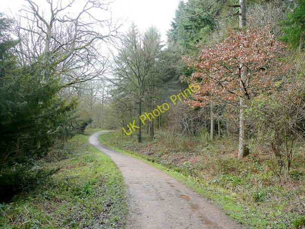 Photo 6"x4" Footpath in Dymock Forest 2 Shaw Common c2010