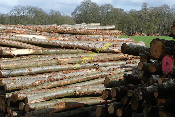 Photo 6"x4" Wood from Great Danmoor Copse Heckfield c2010