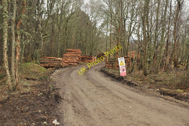 Photo 6"x4" Logging activity in Black Wood Drumsmittal c2010