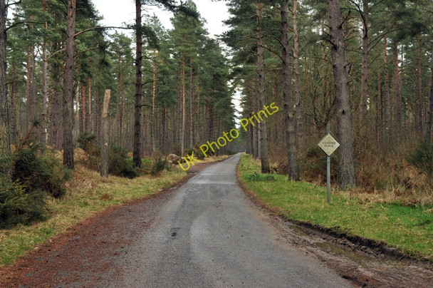 Photo 6"x4" Road through Carse Wood Ardersier c2010