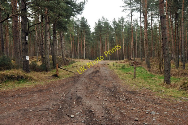 Photo 6"x4" Track into the forest at Carse Wood Ardersier c2010