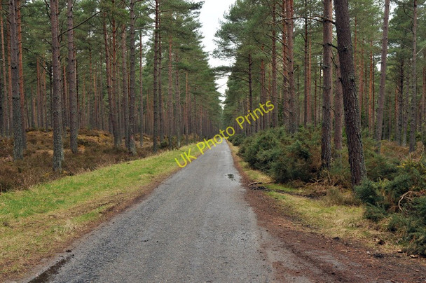 Photo 6"x4" Road through Carse Wood Ardersier c2010