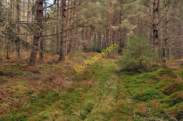 Photo 6"x4" Forest track in Tullich Wood Tullich Muir c2010