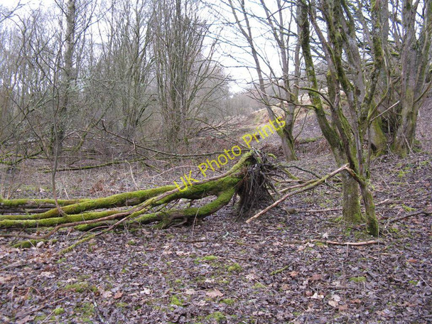 Photo 6"x4" Doune Ponds Nature Reserve Doune\/NN7301 c2010