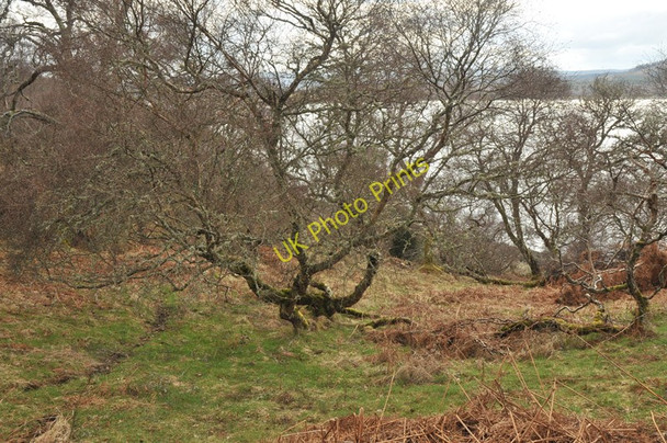 Photo 6"x4" Trees near the Dornoch Firth Ardvannie c2010