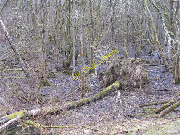 Photo 6"x4" Fallen tree at Doune Doune\/NN7301 c2010
