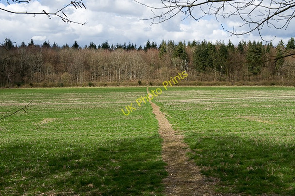 Photo 6"x4" Footpath to Bottom Copse Dean\/SU5619 c2010