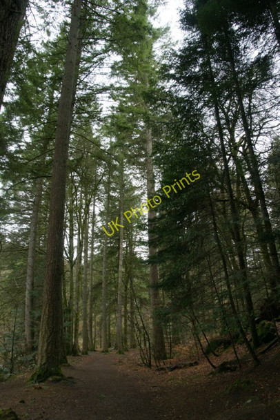 Photo 6"x4" Woodland at the Hermitage, near Dunkeld Inver\/NO0142 c2010