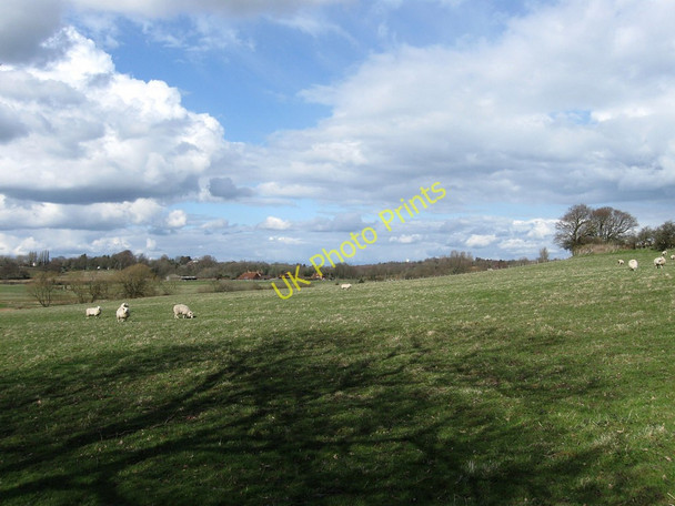 Photo 6"x4" Hog Field Golden Cross\/TQ6310 c2010