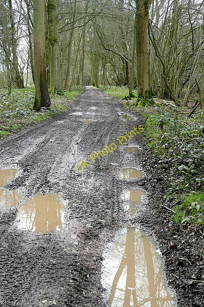 Photo 6"x4" Byway through Fryingdown Copse Ellisfield c2010