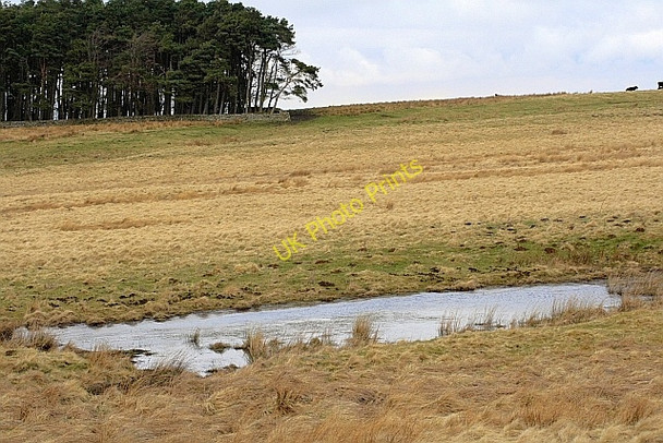 Photo 6"x4" Pond, Fozy Moss Uppertown\/NY8672 c2010
