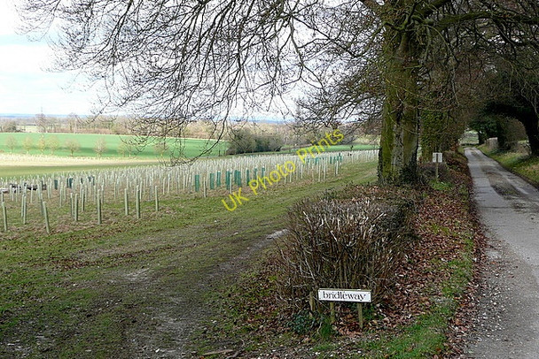 Photo 6"x4" Plantation east of Tunworth Tunworth c2010