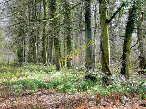 Photo 6"x4" Dymock Wood in Spring Four Oaks\/SO6928 c2010