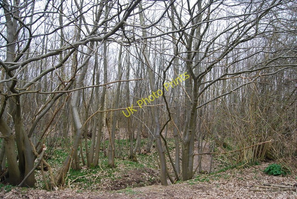 Photo 6"x4" Quarry Wood by the Tunbridge Wells Circular Path Tonbridge c2010