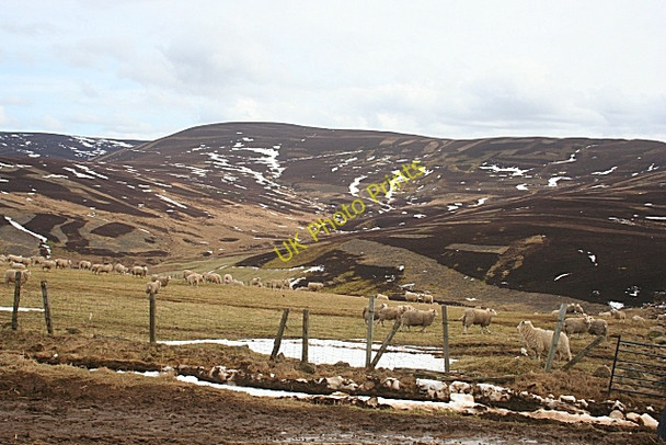 Photo 6"x4" Sheep on Lamb Hill Towie\/NJ4312 c2010