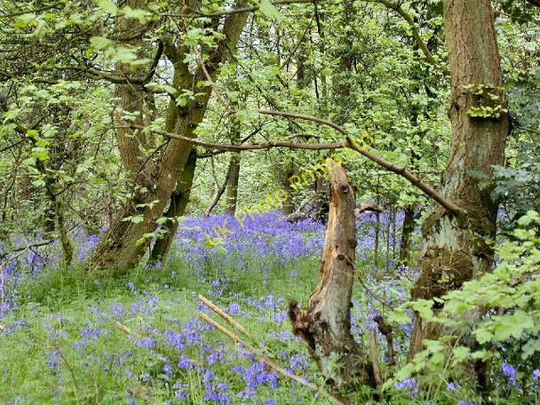 Photo 6"x4" Bluebells in Bunny Hill Wood Bunny c2005