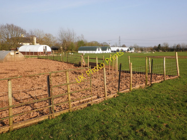 Photo 6"x4" Piggery, at Harepathstead Farm Westwood\/SY0198 c2010