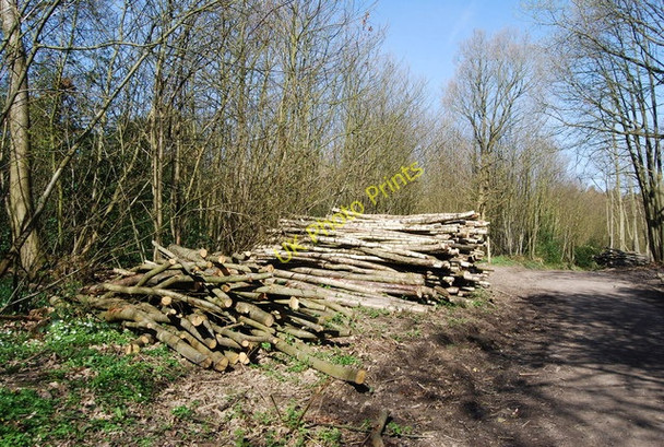 Photo 6"x4" Log piles, Angley Wood Cranbrook\/TQ7736 c2010