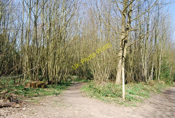 Photo 6"x4" High Weald Landscape Trail, Angley Wood Cranbrook\/TQ7736 c2010