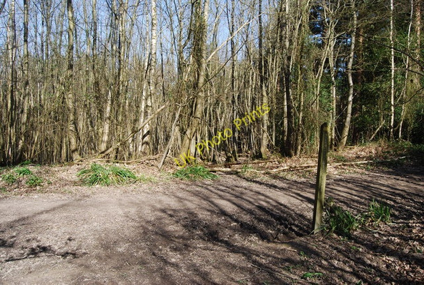 Photo 6"x4" High Weald Landscape Trail, Angley Wood (2) Cranbrook\/TQ7736 c2010
