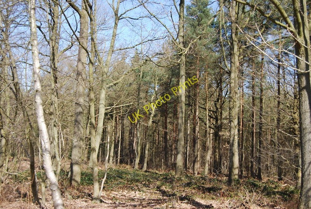 Photo 6"x4" Angley Wood Flishinghurst c2010