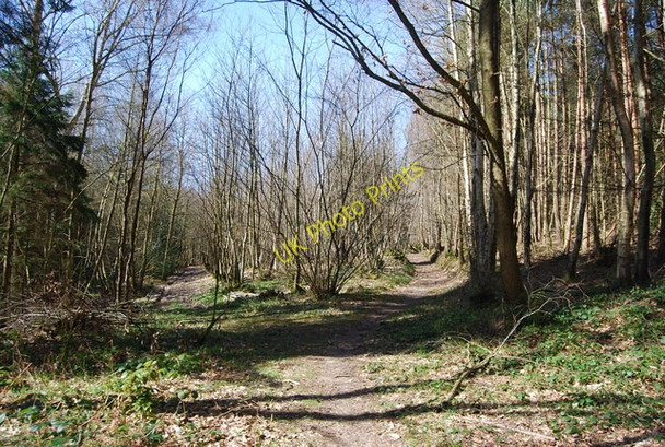 Photo 6"x4" High Weald Landscape Trail, Angley Wood (3) Flishinghurst c2010