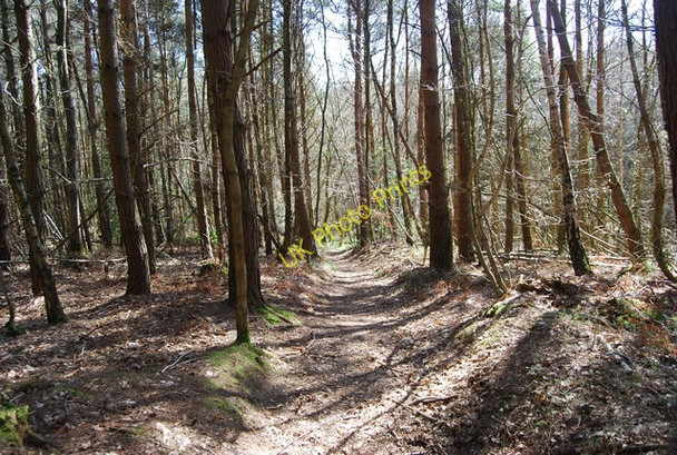 Photo 6"x4" High Weald Landscape Trail, Angley Wood (4) Flishinghurst c2010